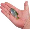 imageBerkley PowerBait Saltwater Gilly Fishing Soft BaitHD Pilchard