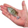 imageBerkley PowerBait Saltwater Gilly Fishing Soft BaitHD Pinfish
