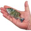 imageBerkley PowerBait Saltwater Gilly Fishing Soft BaitHD Pinfish