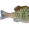 imageBerkley PowerBait Saltwater Gilly Fishing Soft BaitHD Pinfish