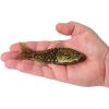 imageBerkley PowerBait Saltwater Gillydine Fishing Soft BaitDark Night
