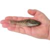 imageBerkley PowerBait Saltwater Gillydine Fishing Soft BaitSilver Flash