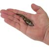 imageBerkley PowerBait Saltwater PowerSwitch Shrimp Fishing Soft BaitDark Night