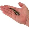 imageBerkley PowerBait Saltwater PowerSwitch Shrimp Fishing Soft BaitDark Night