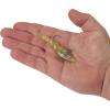 imageBerkley PowerBait Saltwater PowerSwitch Shrimp Fishing Soft BaitGold