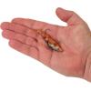 imageBerkley PowerBait Saltwater PowerSwitch Shrimp Fishing Soft BaitNew Penny