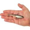 imageBerkley PowerBait Saltwater PreRigged Cullshad Fishing Soft BaitBlack Shad