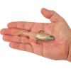 imageBerkley PowerBait Saltwater PreRigged Cullshad Fishing Soft BaitCold Beer