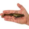 imageBerkley PowerBait Saltwater PreRigged Cullshad Fishing Soft BaitDark Night
