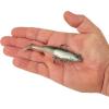 imageBerkley PowerBait Saltwater PreRigged Cullshad Fishing Soft BaitHD Pinfish