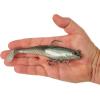 imageBerkley PowerBait Saltwater PreRigged Cullshad Fishing Soft BaitHD Pinfish