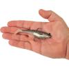 imageBerkley PowerBait Saltwater PreRigged Cullshad Fishing Soft BaitMullet