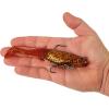 imageBerkley PowerBait Saltwater PreRigged Cullshad Fishing Soft BaitRoot Beer Gold