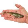 imageBerkley PowerBait Saltwater PreRigged Cullshad Fishing Soft BaitSilver Flash