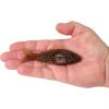 imageBerkley PowerBait ShadE Fishing Soft BaitCalifornia