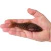 imageBerkley PowerBait ShadE Fishing Soft BaitCalifornia