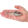 imageBerkley PowerBait ShadE Fishing Soft BaitElectric Shad