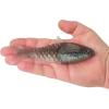 imageBerkley PowerBait ShadE Fishing Soft BaitElectric Shad