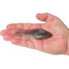 imageBerkley PowerBait ShadE Fishing Soft BaitElectric Shad