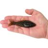 imageBerkley PowerBait ShadE Fishing Soft BaitGreen Pumpkin