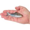 imageBerkley PowerBait ShadE Fishing Soft BaitHD Hickory Shad