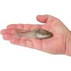 imageBerkley PowerBait ShadE Fishing Soft BaitTennessee Shad