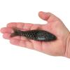imageBerkley PowerBait ShadE Fishing Soft BaitWatermelon Candy