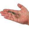 imageBerkley PowerBait Shape 108 Fishing Soft BaitBlue Shiner Gold