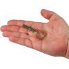 imageBerkley PowerBait Shape 108 Fishing Soft BaitBluegill Flash