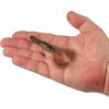 imageBerkley PowerBait Shape 108 Fishing Soft BaitBluegill Flash