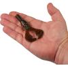 imageBerkley PowerBait Shape 108 Fishing Soft BaitCalifornia