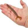 imageBerkley PowerBait Speed Boss Fishing Soft BaitSwamp Gas