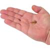 imageBerkley PowerBait Trilobite Fishing Soft BaitElectric Chicken