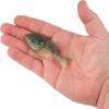 imageBerkley Powerbait Gilly Fishing Soft BaitBlue Shiner Gold