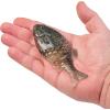 imageBerkley Powerbait Gilly Fishing Soft BaitBlue Shiner Gold