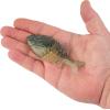 imageBerkley Powerbait Gilly Fishing Soft BaitBlue Shiner Gold