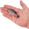 imageBerkley Powerbait Gilly Fishing Soft BaitHD Bluegill