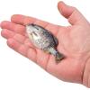 imageBerkley Powerbait Gilly Fishing Soft BaitHD Crappie
