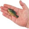 imageBerkley Powerbait Gilly Fishing Soft BaitHD Pumpkinseed