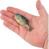 imageBerkley Powerbait Gilly Fishing Soft BaitHD Sunfish