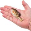 imageBerkley Powerbait Gilly Fishing Soft BaitHD Yellow Perch