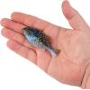 imageBerkley Powerbait Gilly Fishing Soft BaitIKEs Green Pumpkin Blue Flash