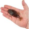 imageBerkley Powerbait Gilly Fishing Soft BaitPumpkinseed