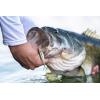 imageBerkley The Champ SwimmerHD Bluegill