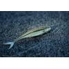 imageBerkley The Champ SwimmerHD Rainbow Shiner