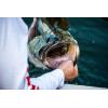 imageBerkley The Champ SwimmerHD Silver Shiner