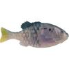 HD Menhaden