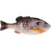 HD Bluegill