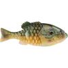 HD Pumpkinseed