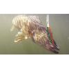 imageBerkley Flicker Minnow Fishing Hard BaitBlue Smelt